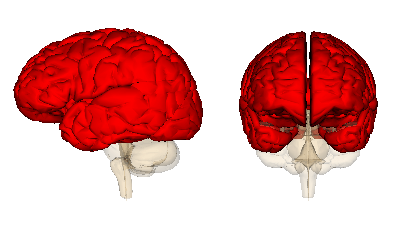 ᐈ 10 найбільших частин людського мозку - великі частини мозку людини - самі великі 2024