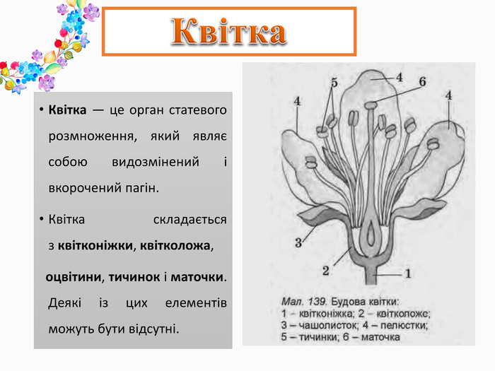 Будова квітки - Яка будова квітки?