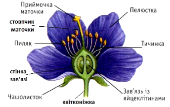 Будова квітки - Яка будова квітки?