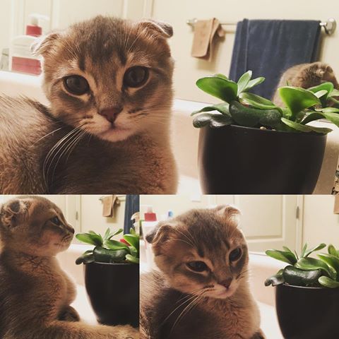 Грошове дерево: залучаємо успіх і багатство Грошове дерево: залучаємо успіх і багатство