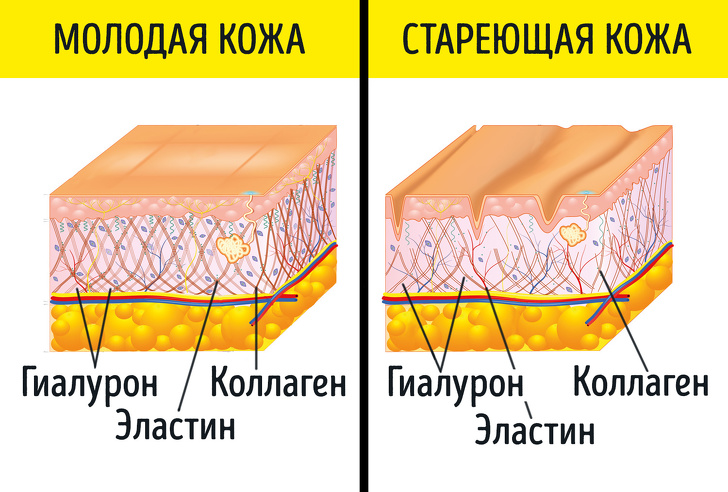 Колаген та еластин - Яка різниця між колагеном та еластином?