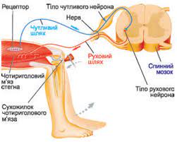 Рефлекторна дуга - Яка будова рефлекторної дуги?