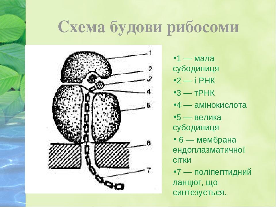 Рибосоми - Що таке рибосоми?