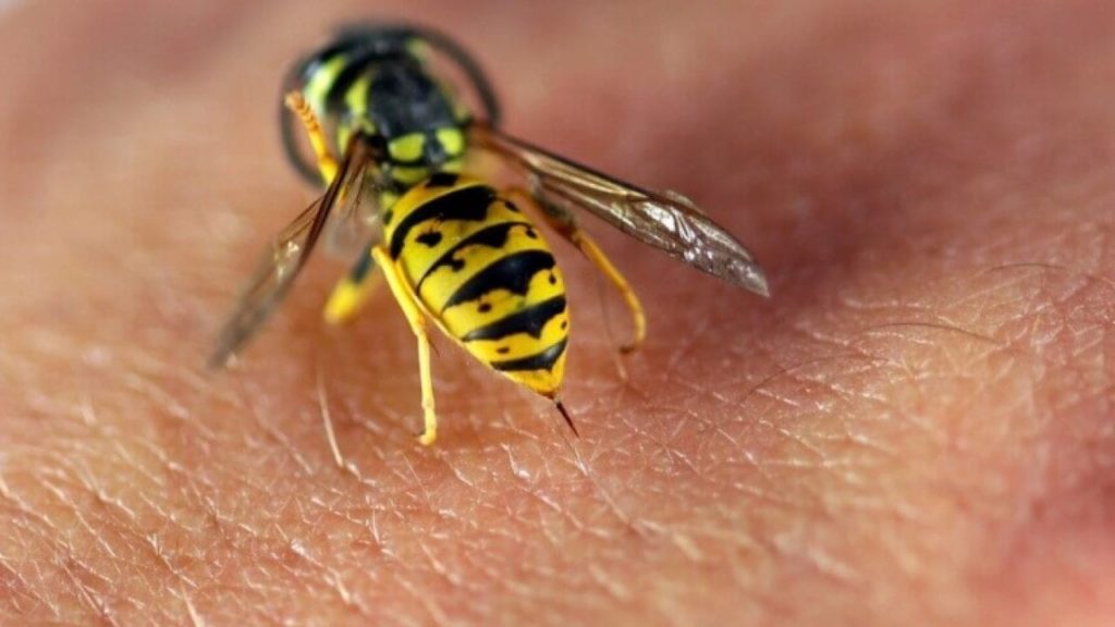 Вкусила оса: що робити та як вберегтись від таких укусів?