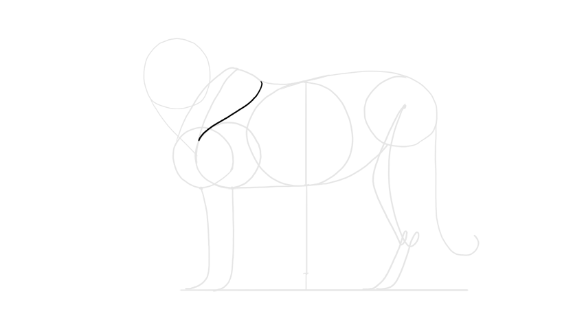 Як намалювати тигра - покроковий малюнок тигра