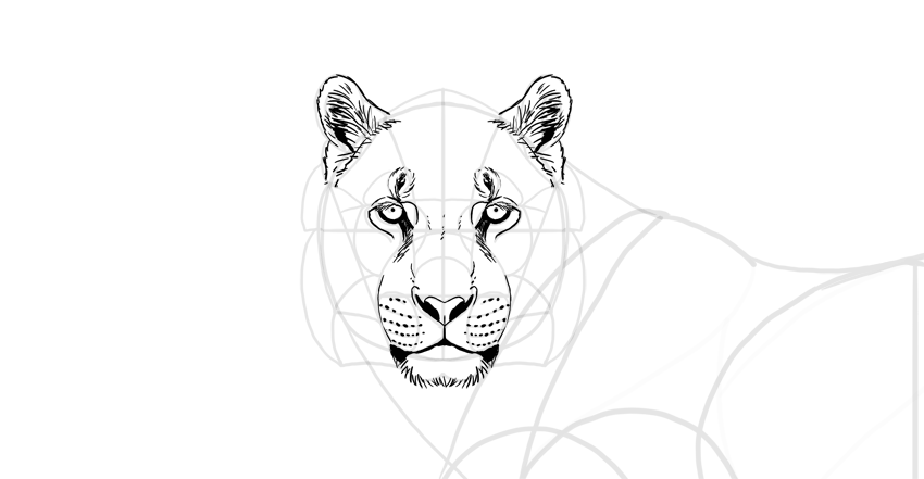 Як намалювати тигра - покроковий малюнок тигра