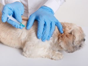 В чому важливість якісного щеплення для собак